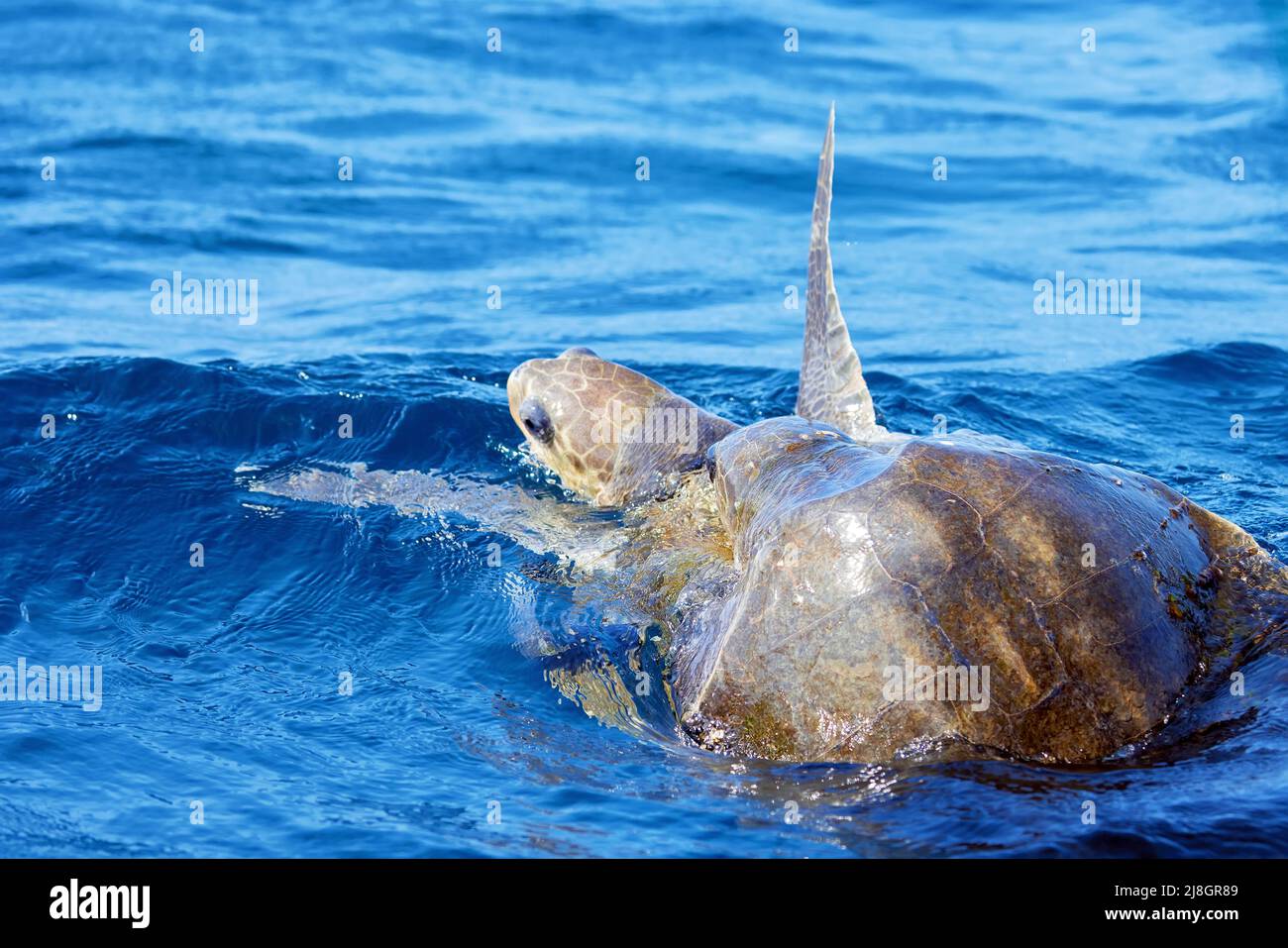 Mating of sea turtles in the open ocean. Olive ridley sea turtles or Lepidochelys olivacea during the mating games. Stock Photo