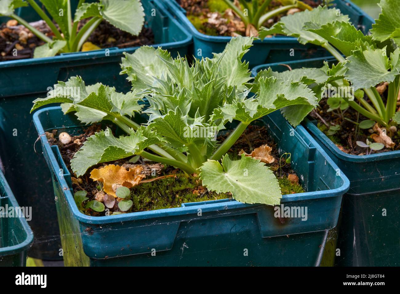 Eryngium 'Silver Ghost' seedlings prospering in an unheated greenhouse at 900ft Stock Photo