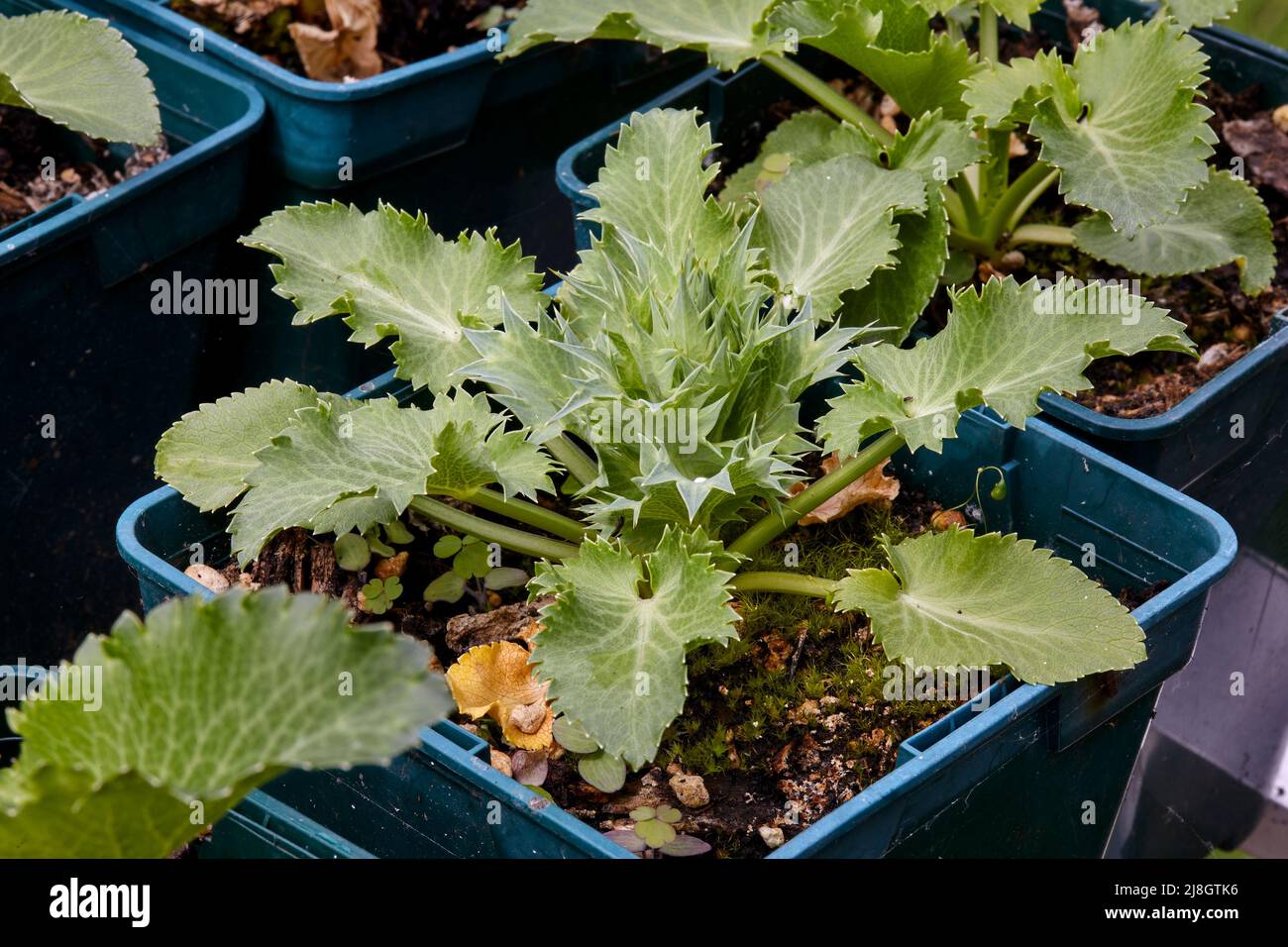 Eryngium 'Silver Ghost' seedlings prospering in an unheated greenhouse at 900ft Stock Photo