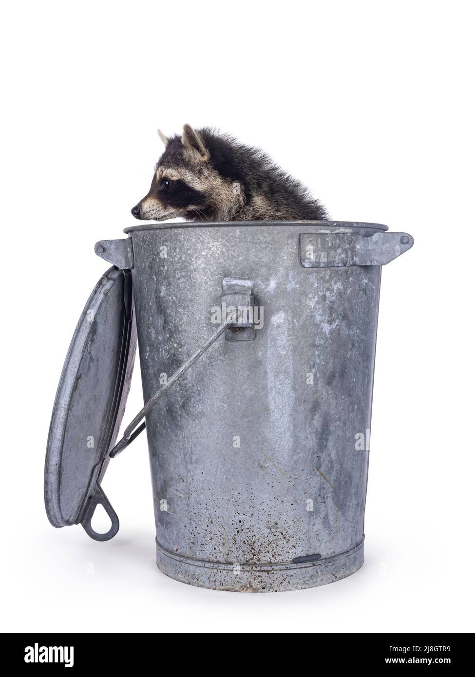Raccoon sitting in trash can. Looking to the side away from camera. Isolated on a white background. Stock Photo