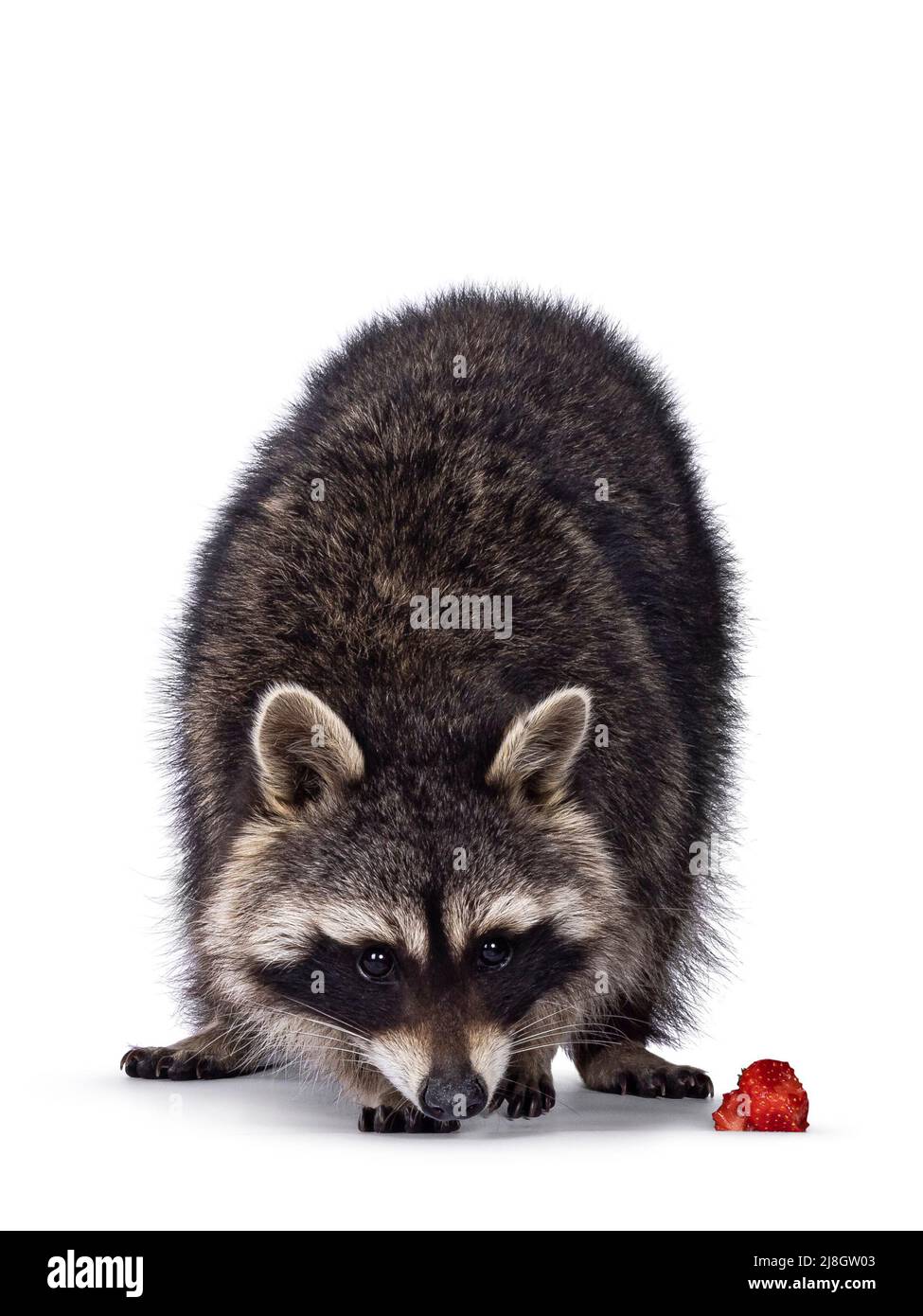 Head shot of cute Raccoon aka procyon lotor, standing facing front. Looking to strawberry on the ground. Isolated on a white background. Stock Photo