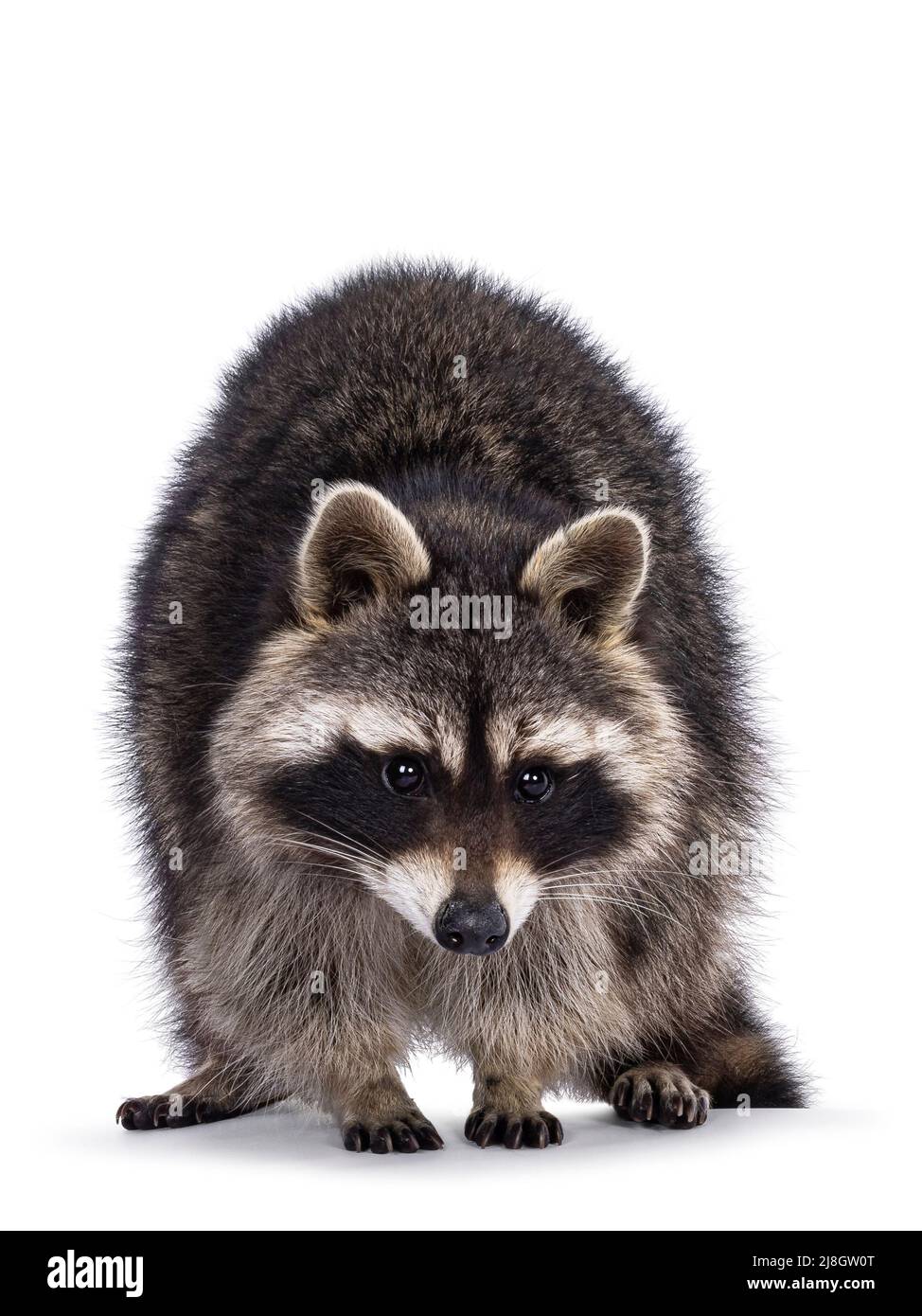 Head shot of cute Raccoon aka procyon lotor, standing facing front. Looking to the camera. Isolated on a white background. Stock Photo