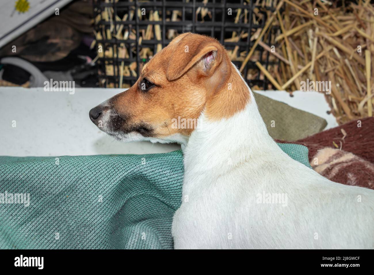 Brown and white Jack Russell terrier dog, Cape Town, South Africa Stock