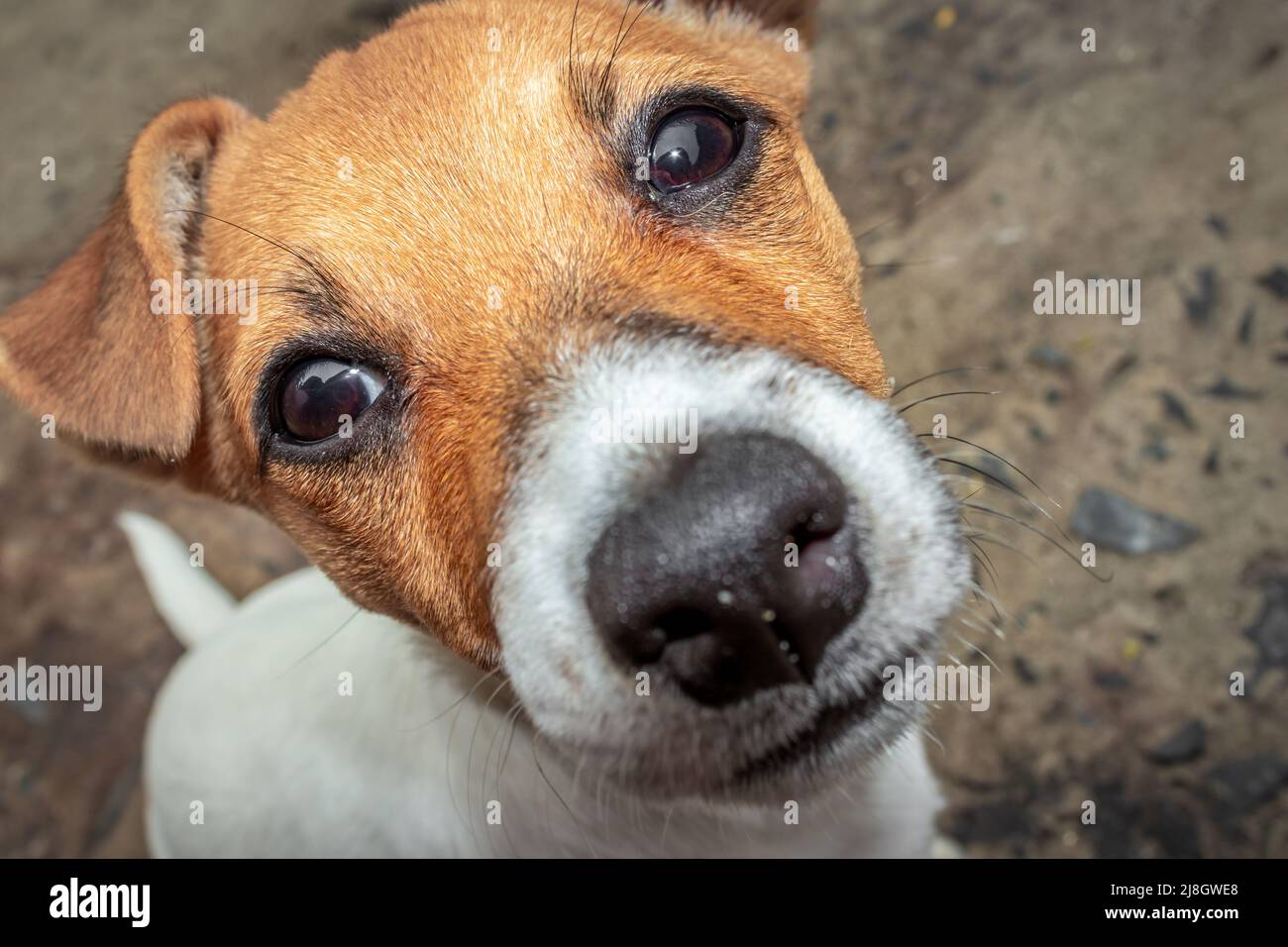 Brown and white Jack Russell terrier dog, Cape Town, South Africa Stock