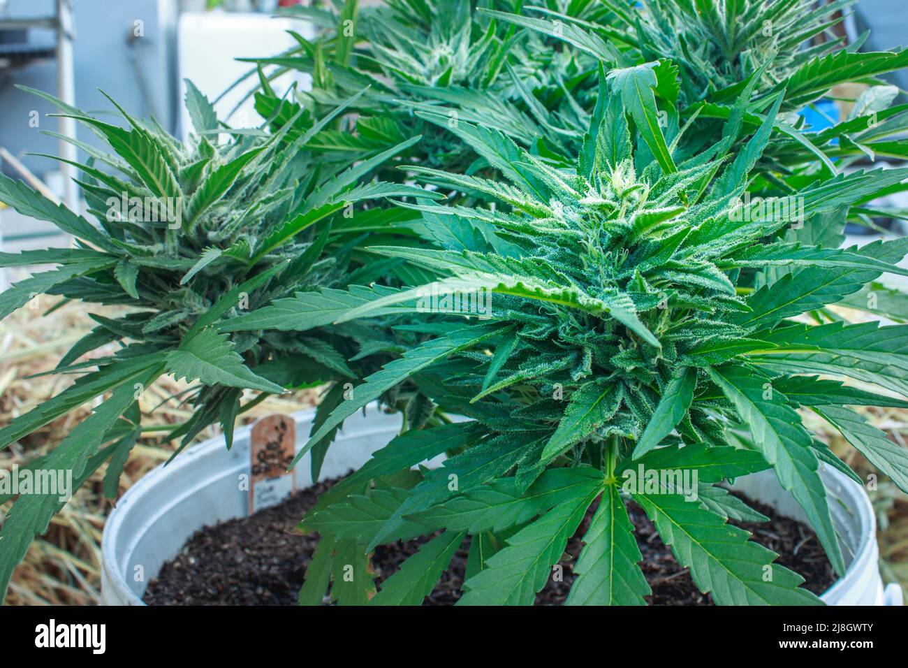 Beautiful female Sour Diesel Cannabis (hemp) plant growing, Cape Town, South Africa Stock Photo