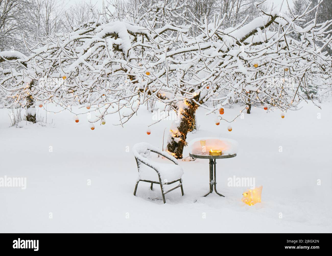Snow covering apple tree in home garden in winter, decorated with lot of orange metallic Christmas baubles and warm white string led lights. Stock Photo