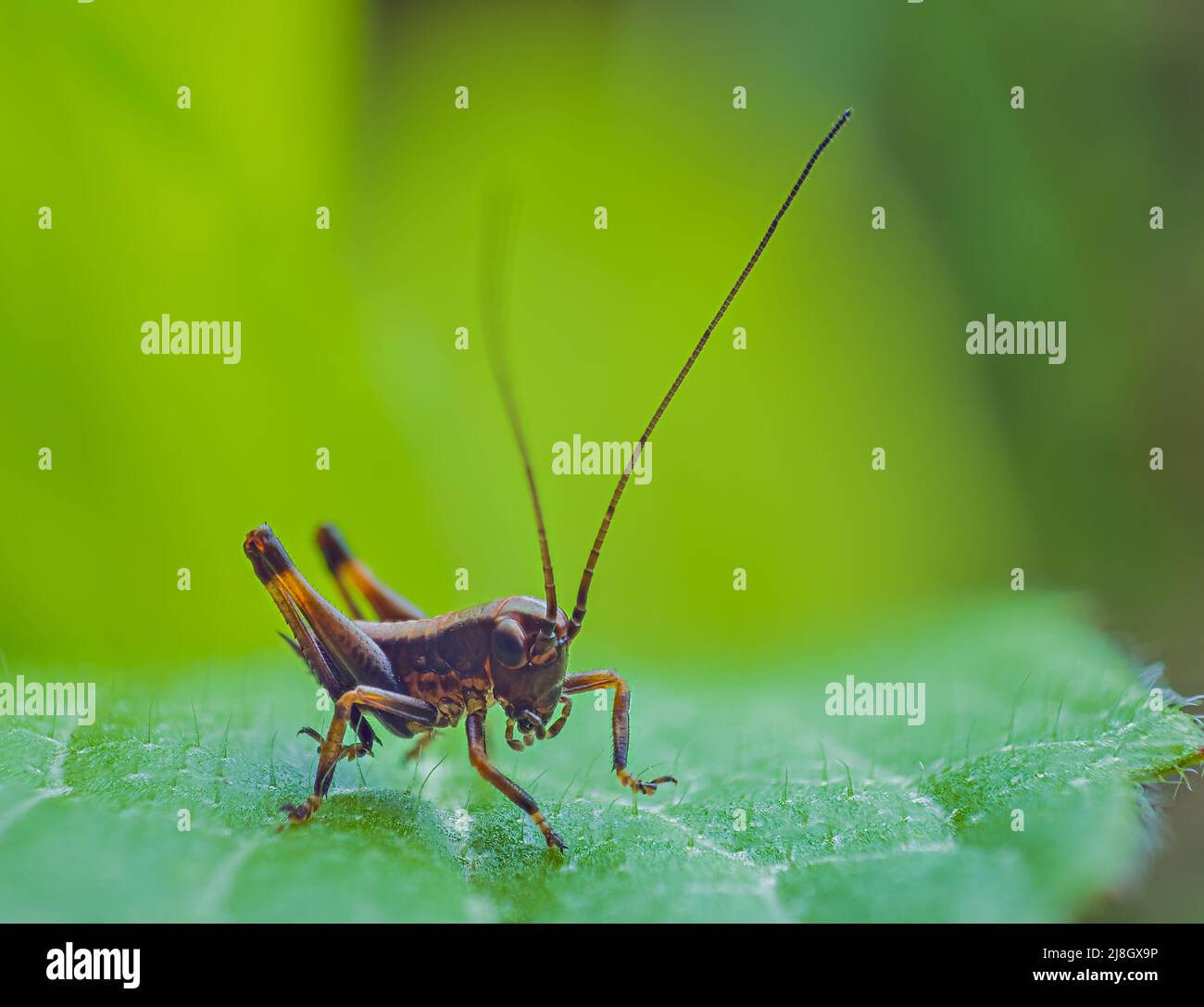 Brown grasshopper on a green leaf Stock Photo