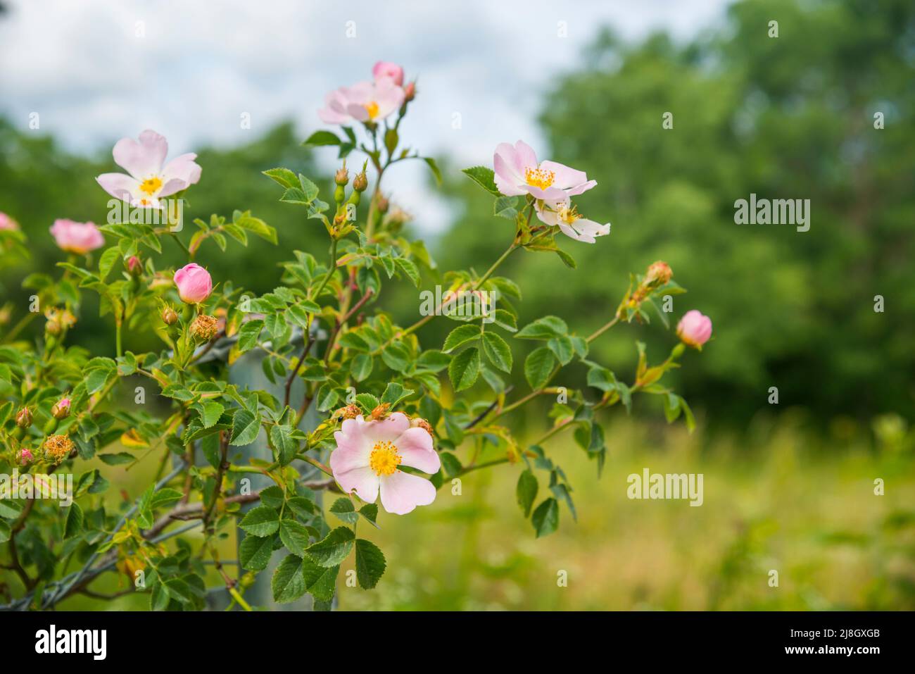 Wild rose flowers. Stock Photo