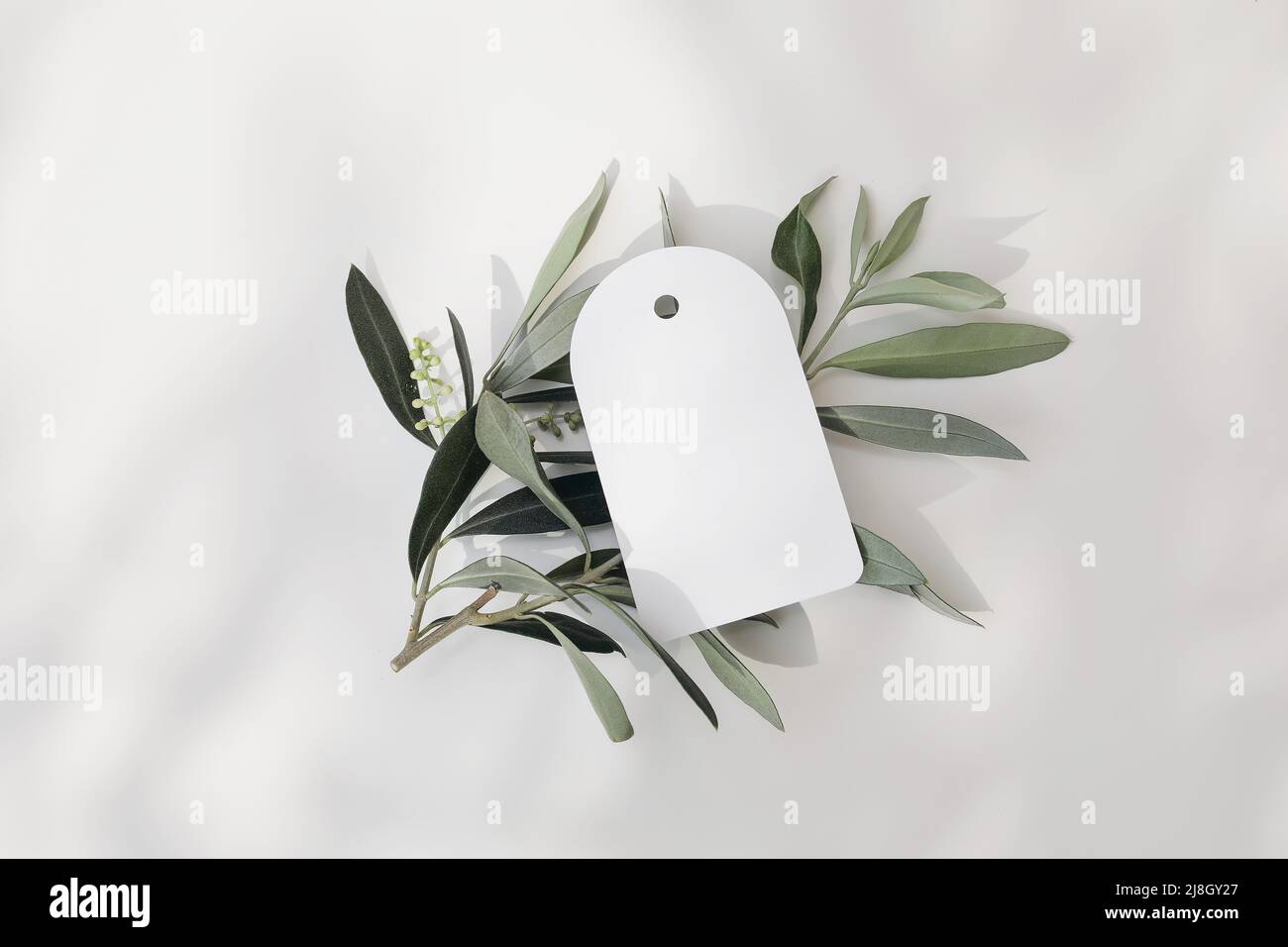 Blank round gift tag, price label mock-up scene with blooming green olive tree leaves, branch isolated on white table background in sunlight. Ligts Stock Photo