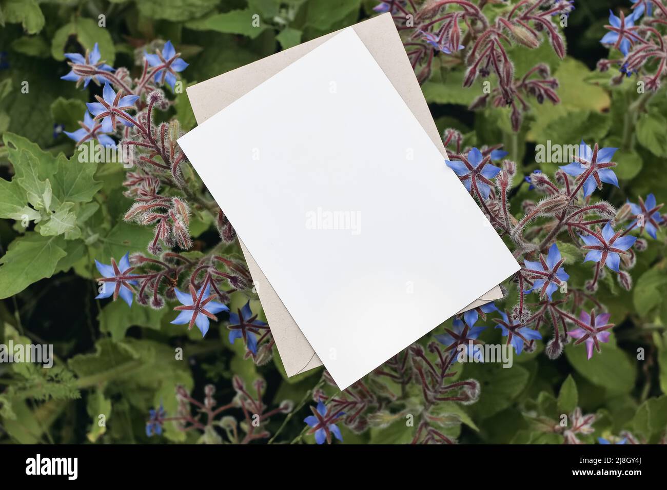Floral stationery still life scene. Blank greeting card mock-up with blooming blue borage plants. Top view, selective focus. Blurred background Stock Photo