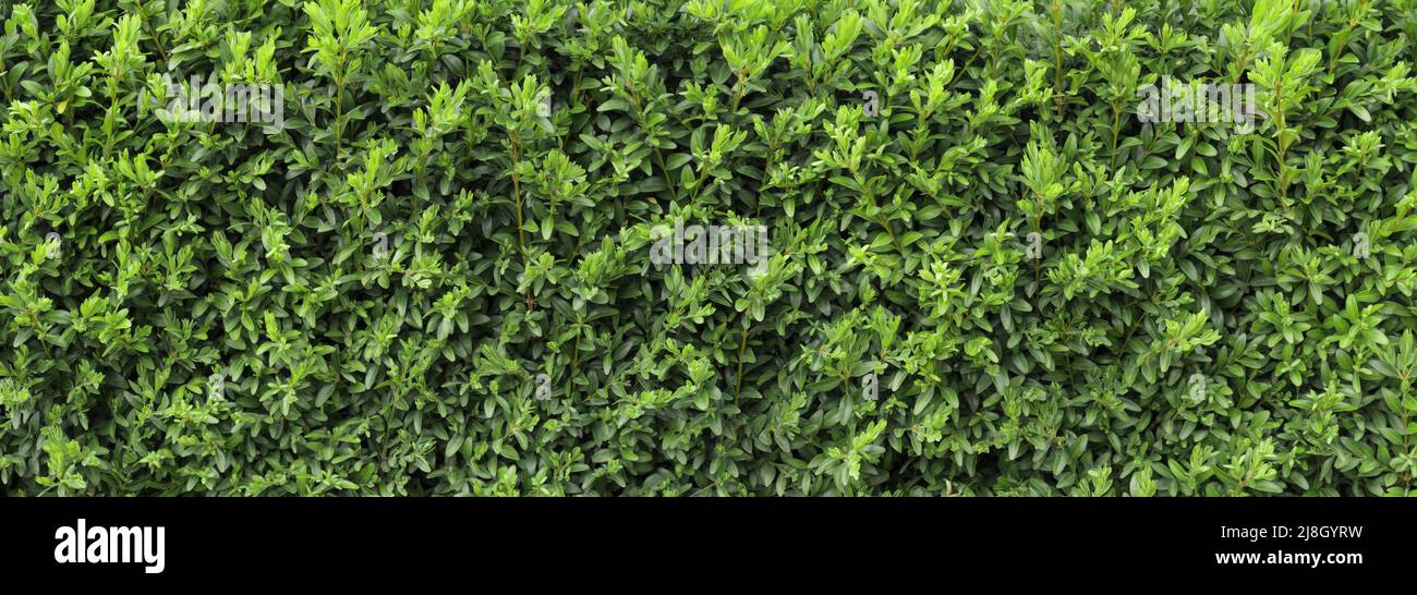 Boxwood hedge texture. Buxus plant pattern. Gardening hedge background. Stock Photo