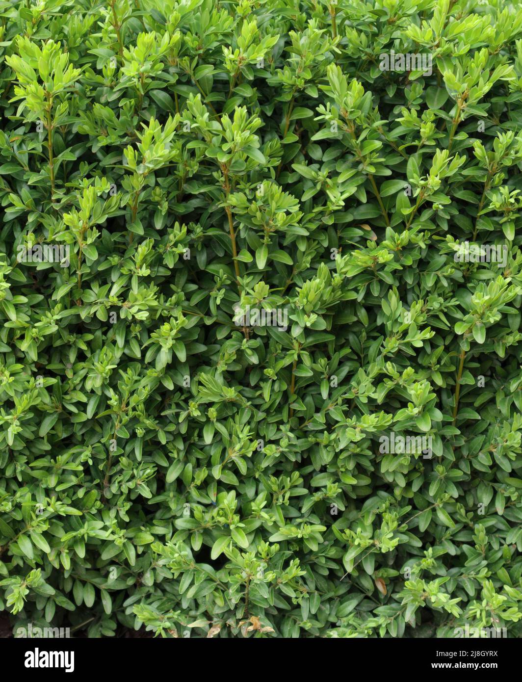 Boxwood hedge texture. Buxus plant pattern. Gardening hedge background. Stock Photo