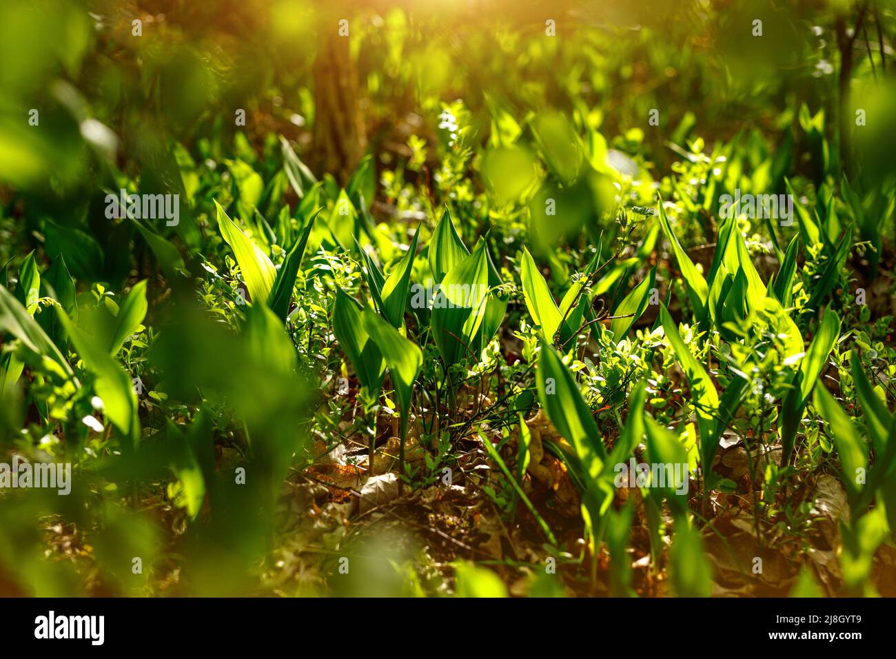 Blossom lily of the valley background. Close up nature texture Stock ...