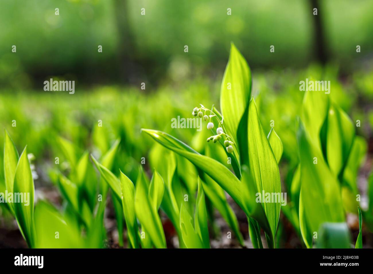 Blossom lily of the valley background. Close up nature texture Stock ...
