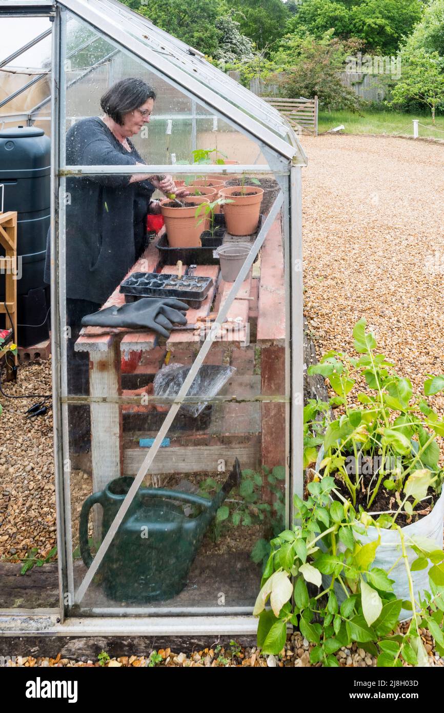 A mature woman working happily in her greenhouse while it is raining. Stock Photo