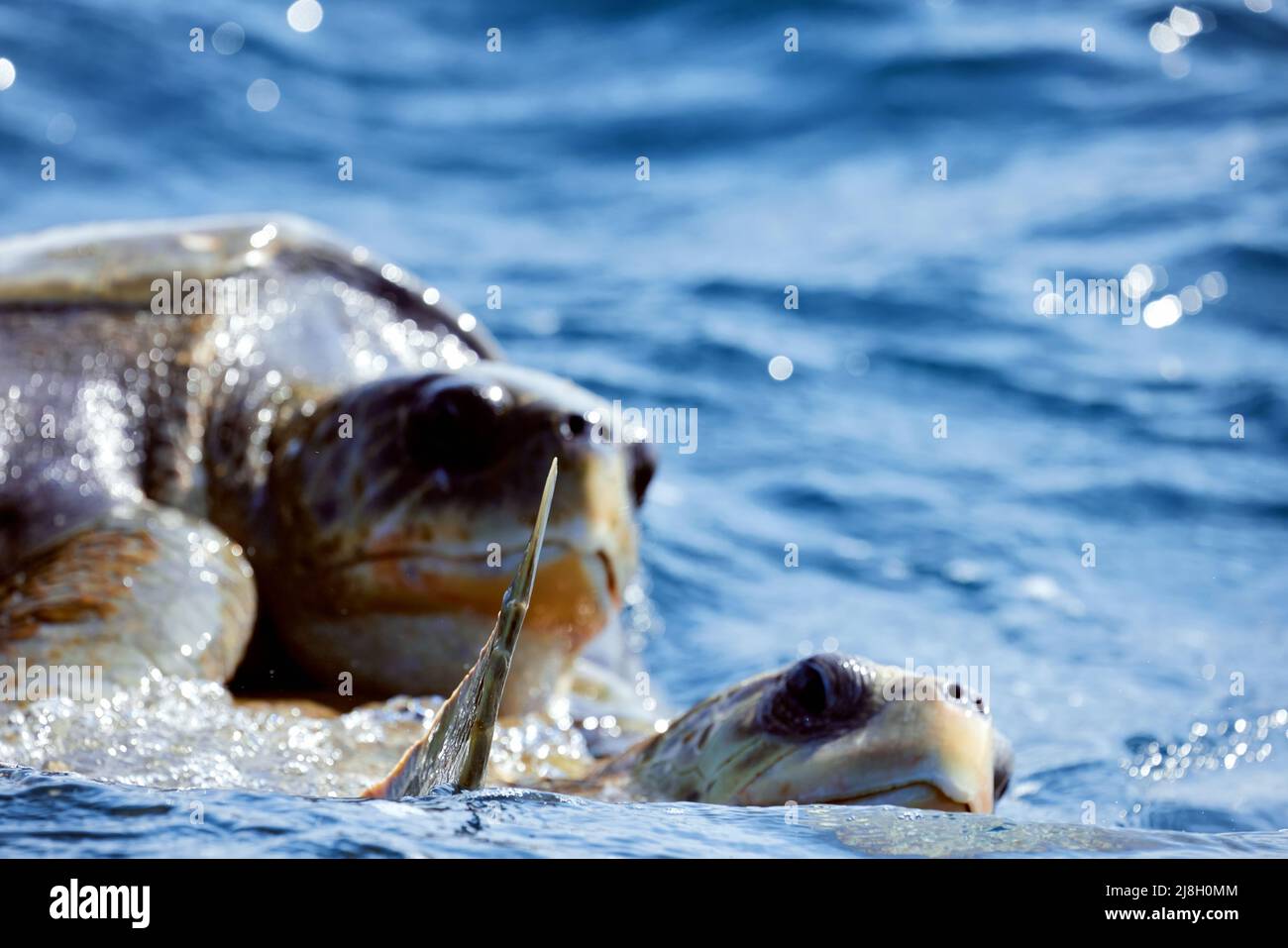 Mating of sea turtles in the open ocean. Olive ridley sea turtles or Lepidochelys olivacea during the mating games. The life of marine reptiles. Stock Photo