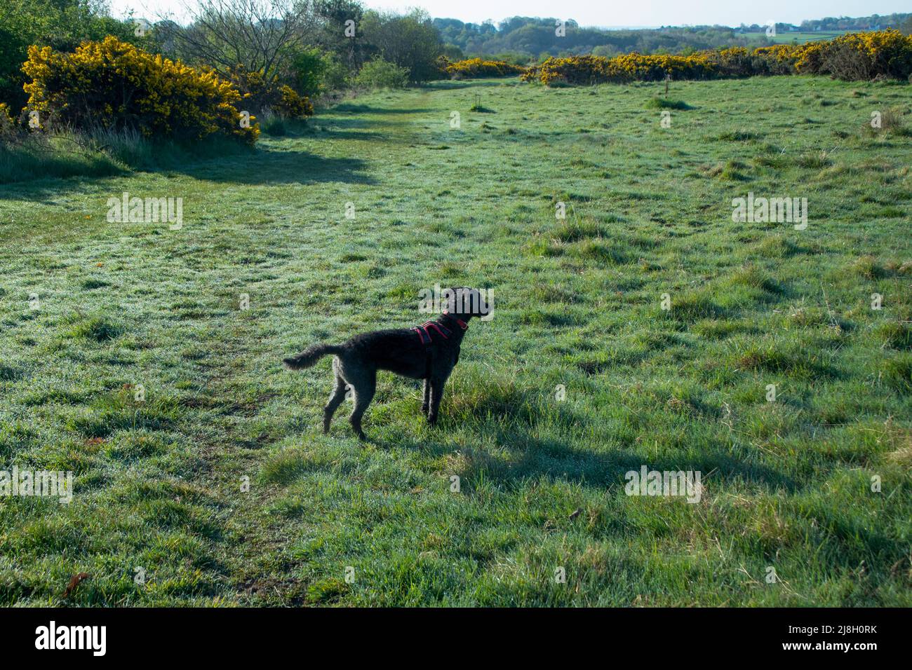Dog admiring the view in meadow in spring Stock Photo