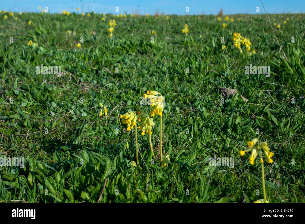 Cowslips in flower in meadow in spring Stock Photo