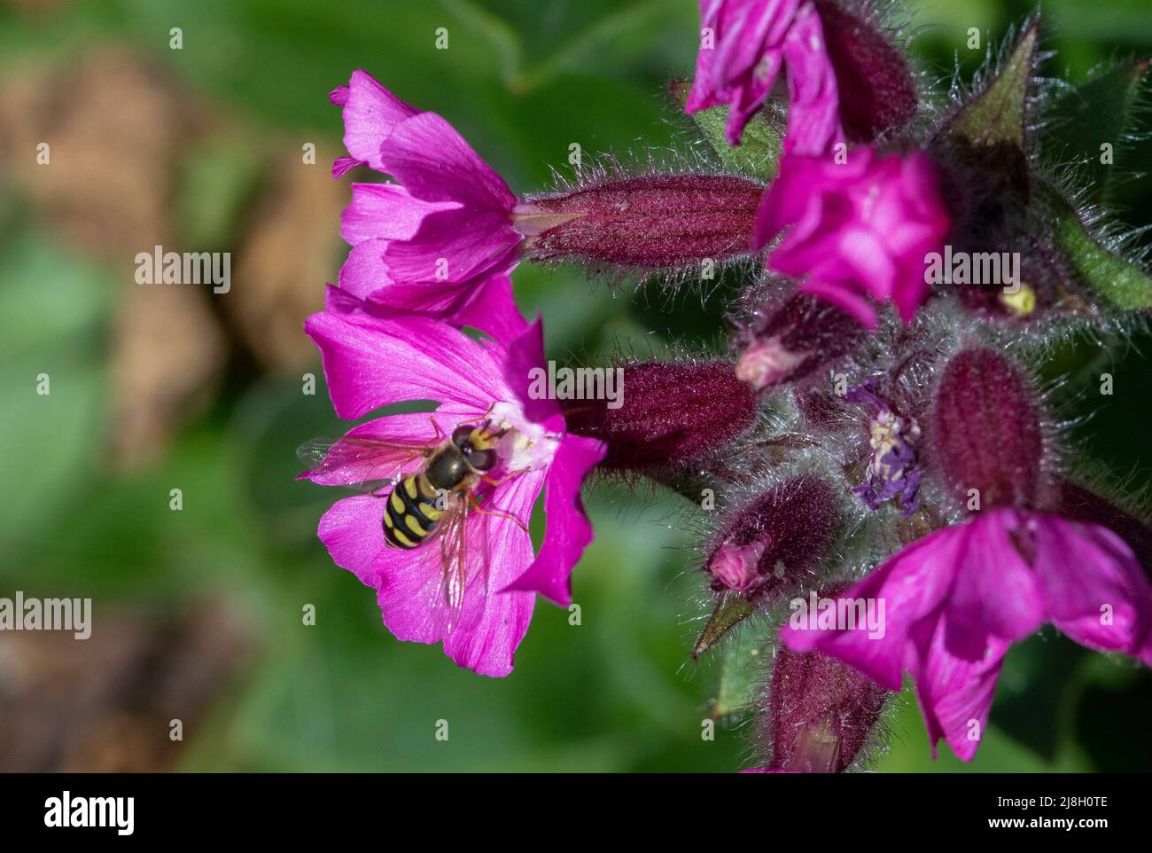 Eupeodes corollae hoverfly on Red Campion flower Stock Photo