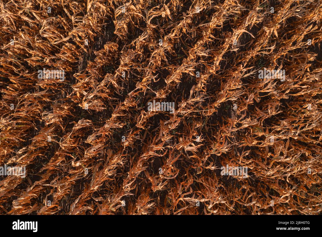 Aerial shot of ripe maize crops in corn field, top down drone photography as agricultural background Stock Photo