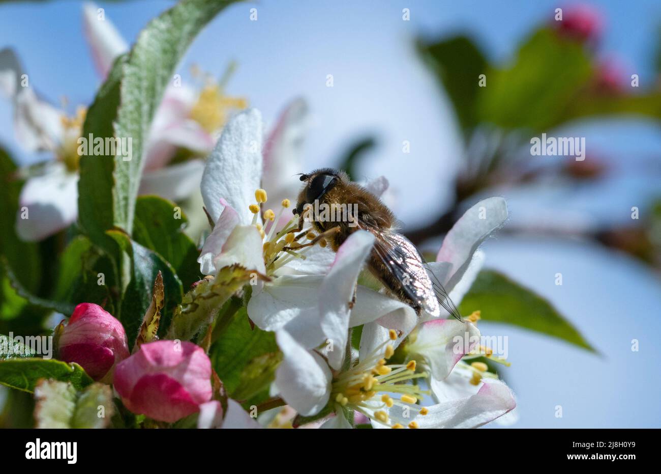 Eristalis pertinax hoverfly on crab apple blossom Stock Photo
