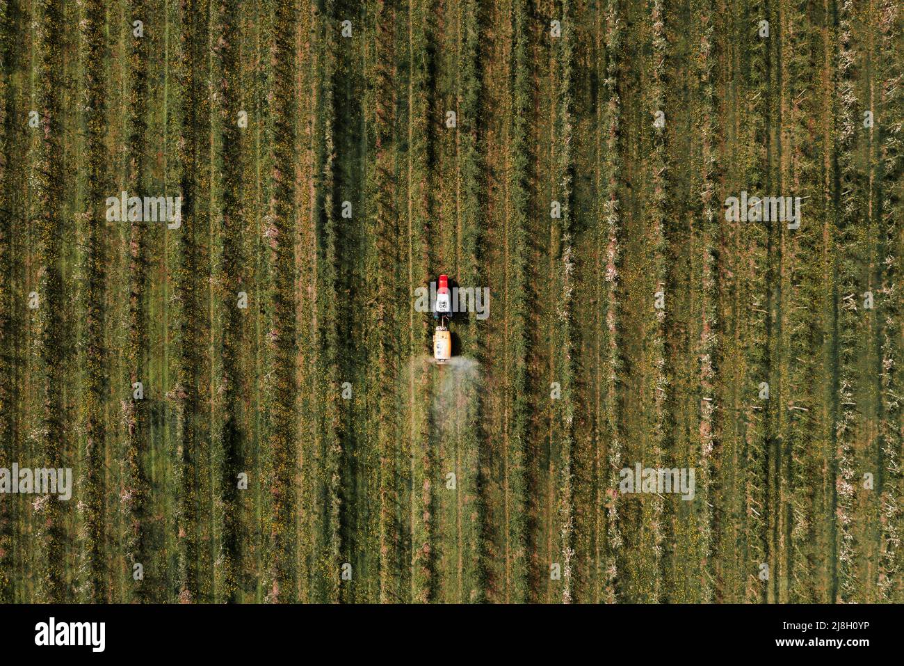 Aerial view of agricultural tractor with crop sprayer applying insecticide in apple fruit orchard, top view Stock Photo
