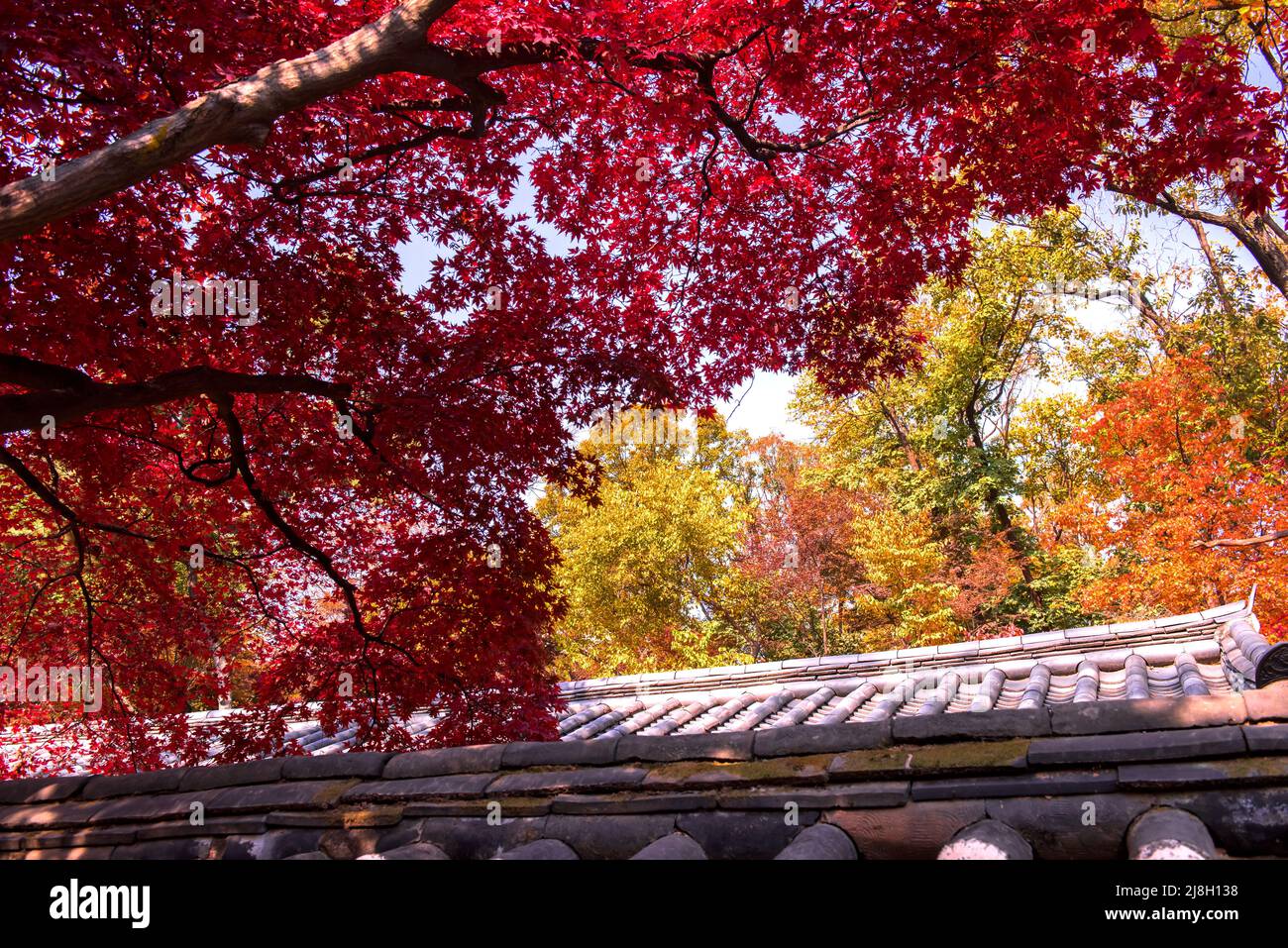 The scenery of Autumn, Huwon,Secert garden,Changdeokgung palace,Unesco World heritage. Stock Photo