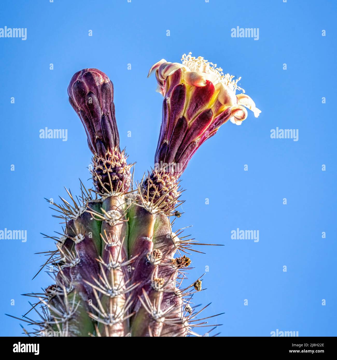 Sentinel Of The Desert: The Majestic Grey Ghost Organ Pipe Cactus