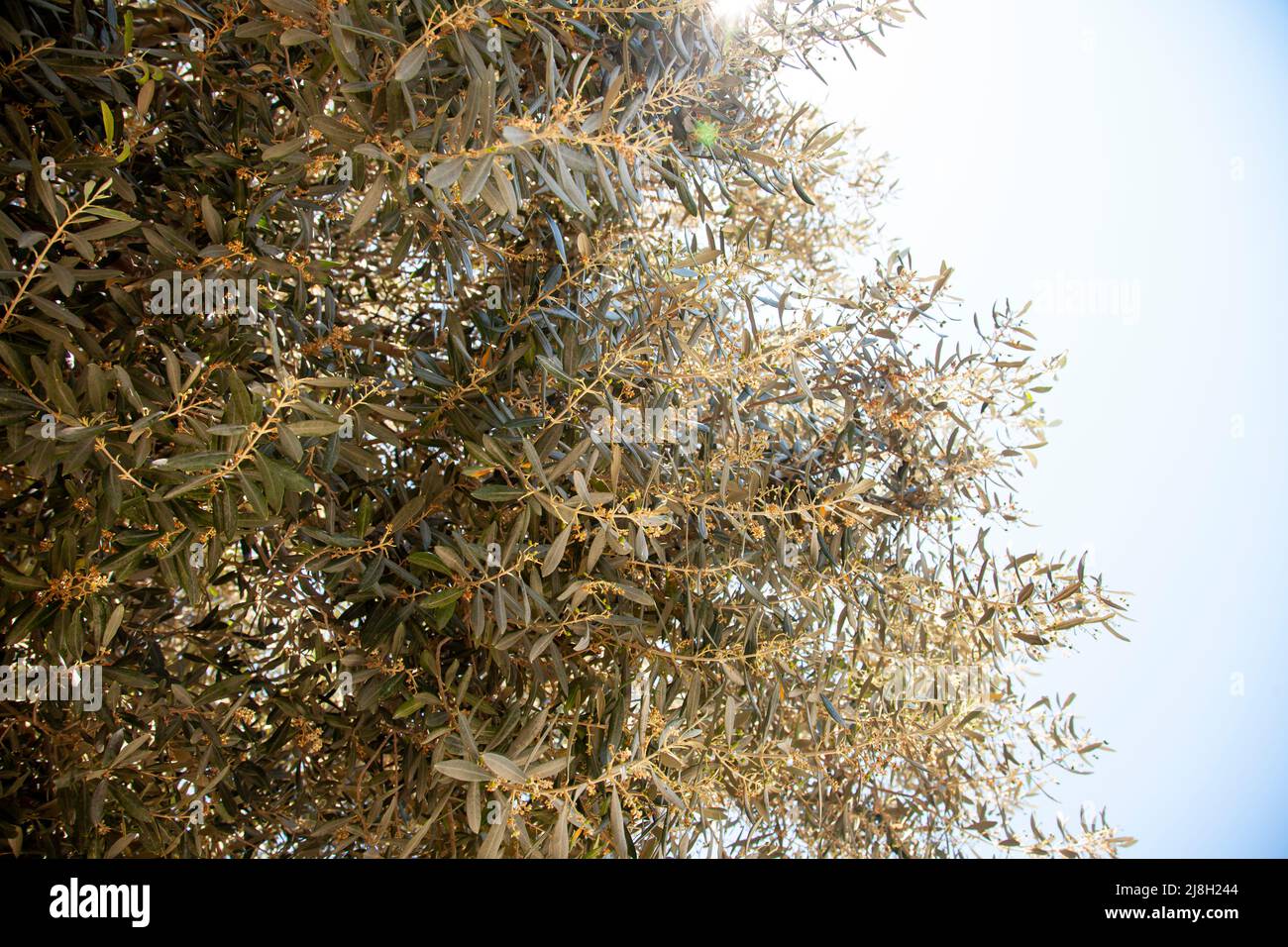 Olive tree in springtime. Olive fruits are opening. Low angle shot under a blue sky. Stock Photo