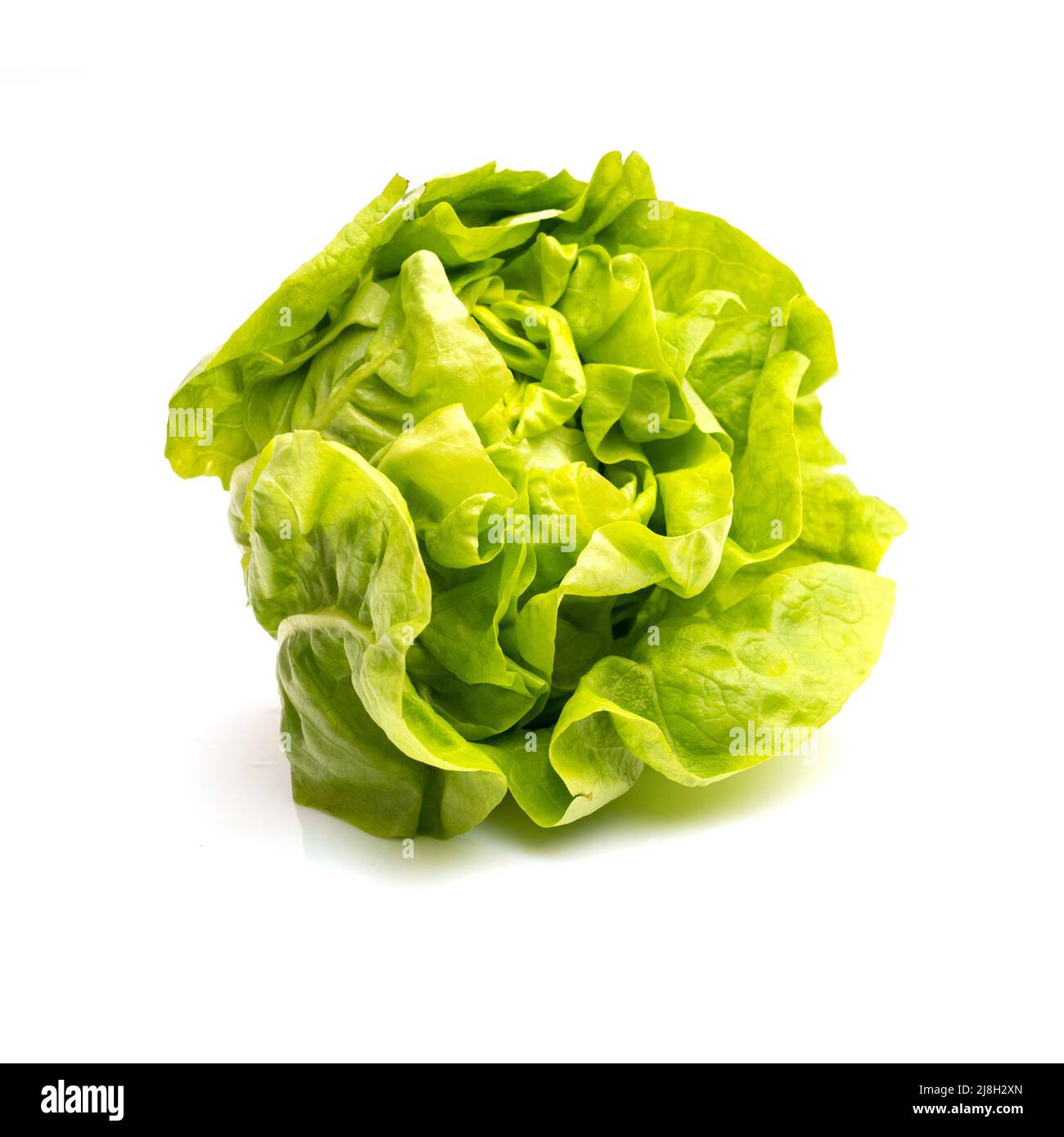 Fresh green lettuce on white background. Healthy eating concept. Vegetarian lifestyle Stock Photo