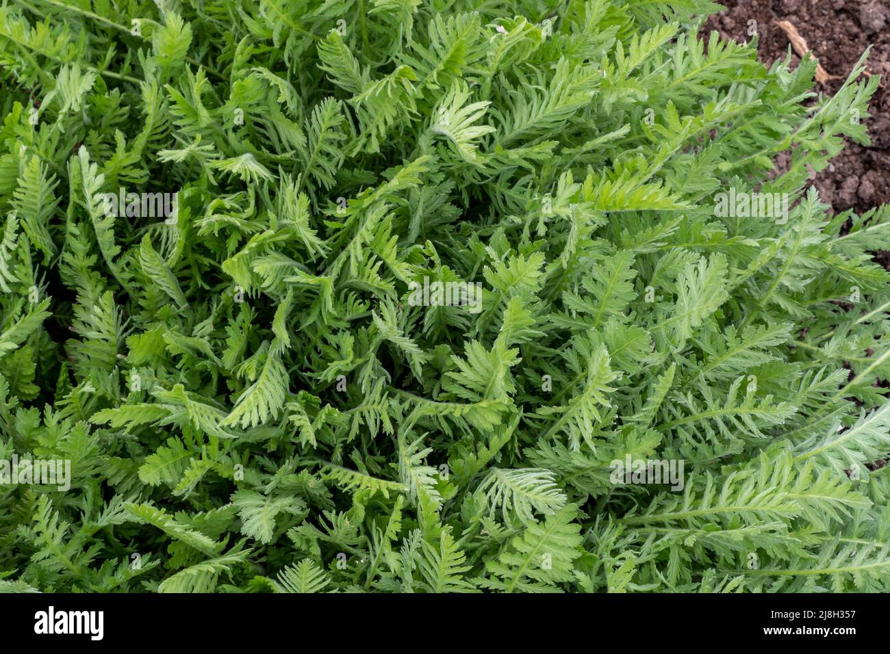 Green leaves of achillea filipendula in the spring. Medicinal plants in the garden Stock Photo