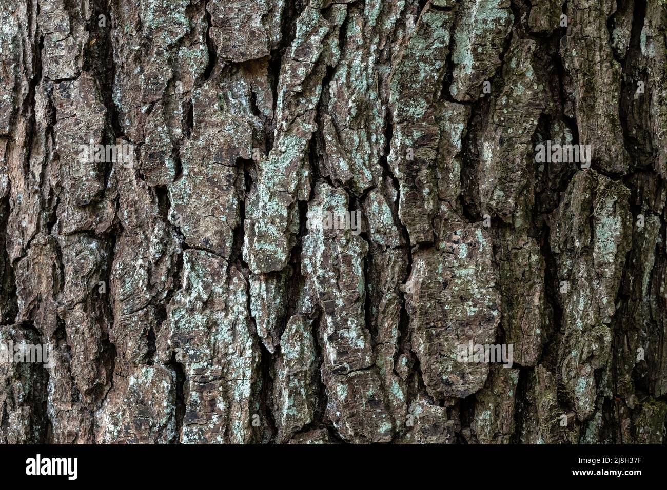 Detail of tree bark. Alder tree, Alnus glutinosa. Natural texture Stock Photo