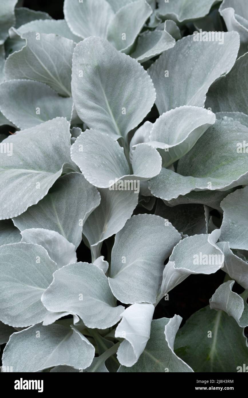 Senecio Angel Wings Plant Stock Photo - Alamy