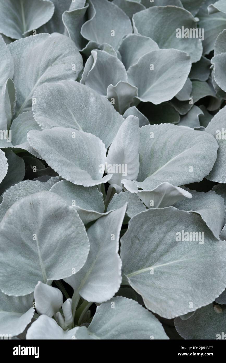 Senecio Angel Wings Plant Stock Photo Alamy