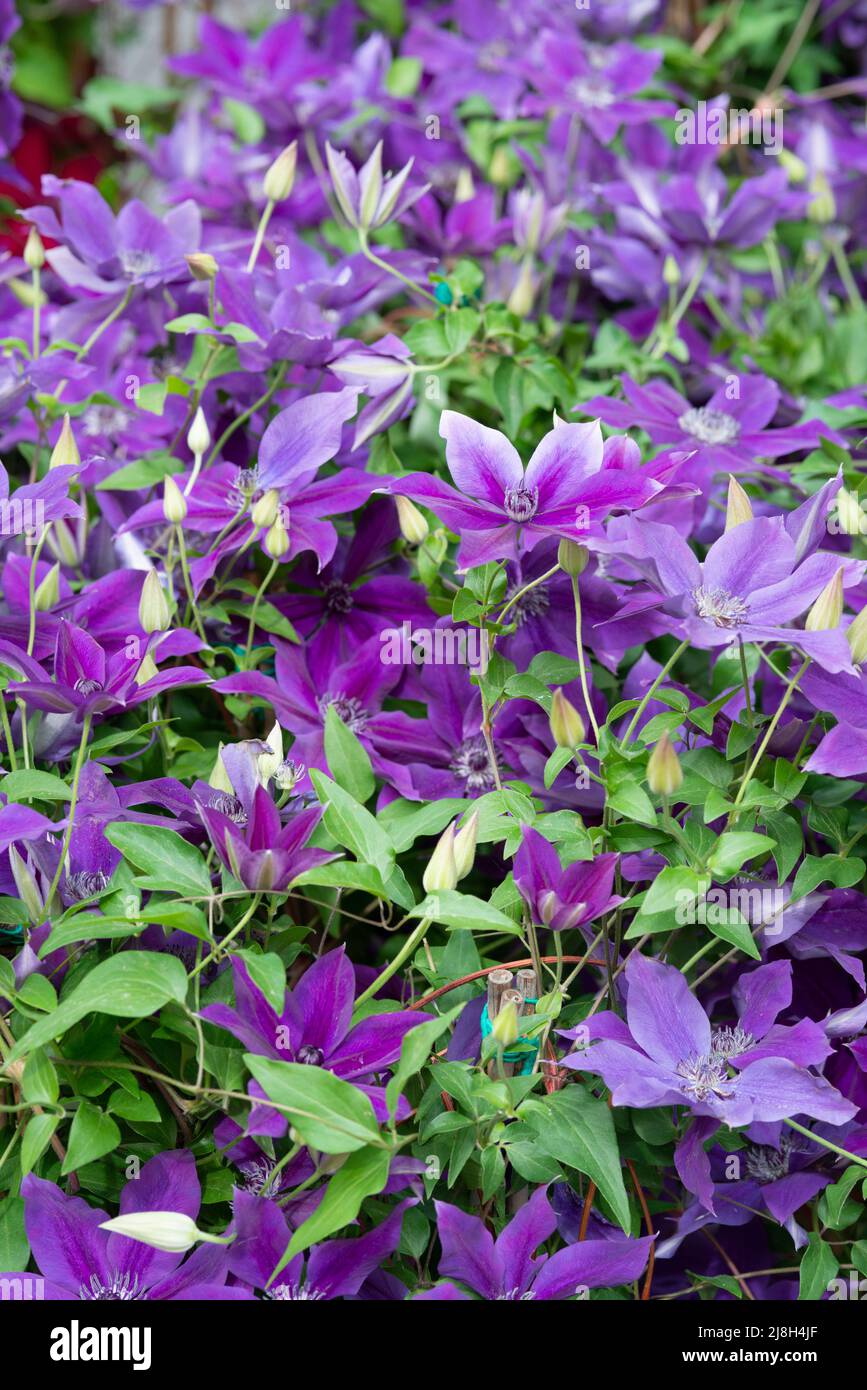 Clematis Masa Flower, Blossom Stock Photo