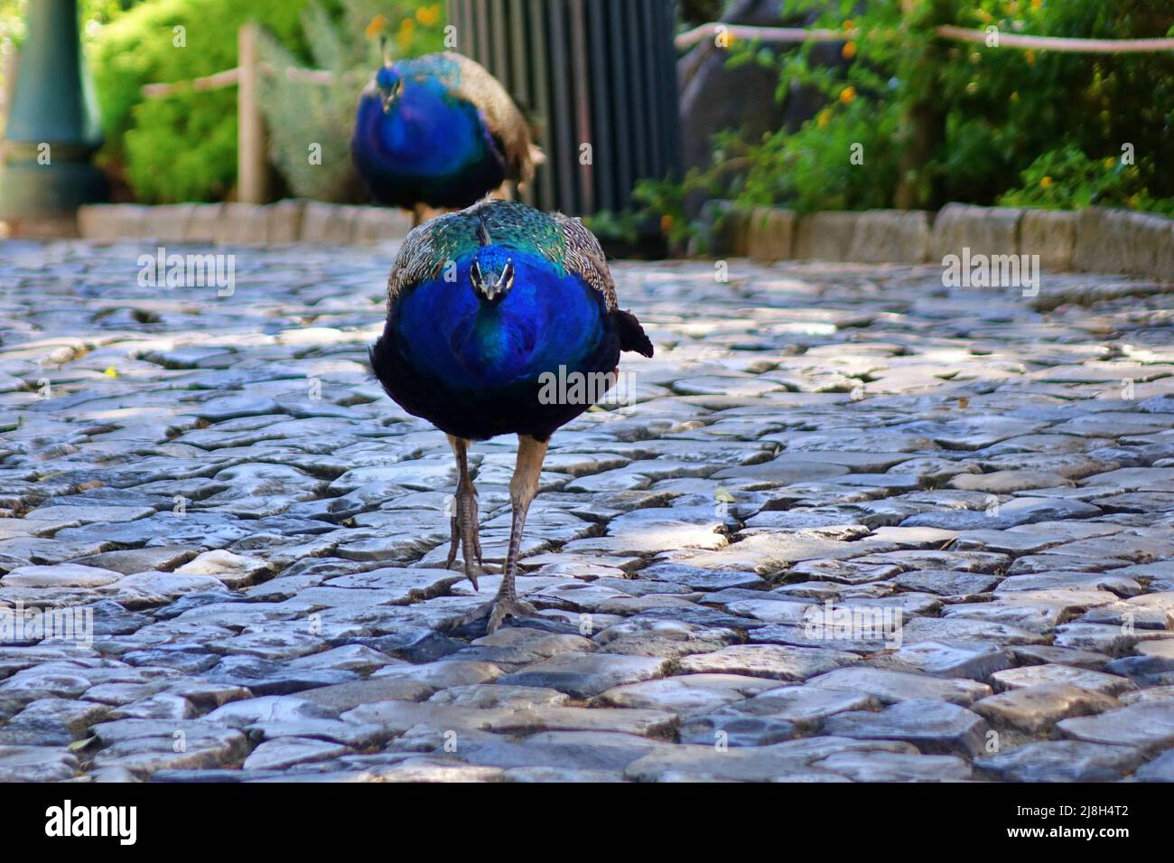 Detail of  a peacock, Lisbon, Portugal Stock Photo