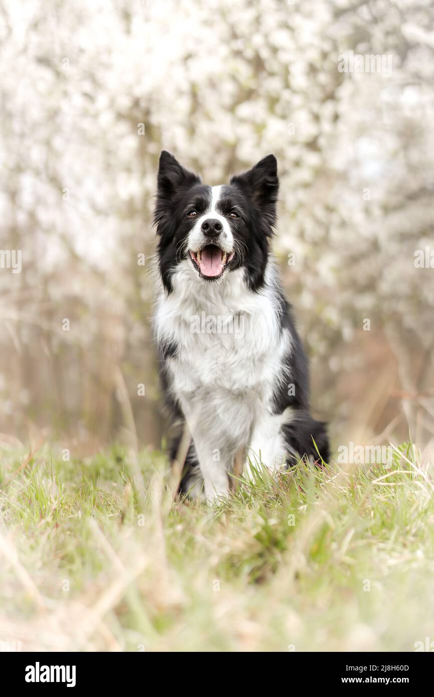 Spring Border Collies Border Collie Sits Outside during Spring Day. Shallow Depth of Field of ...