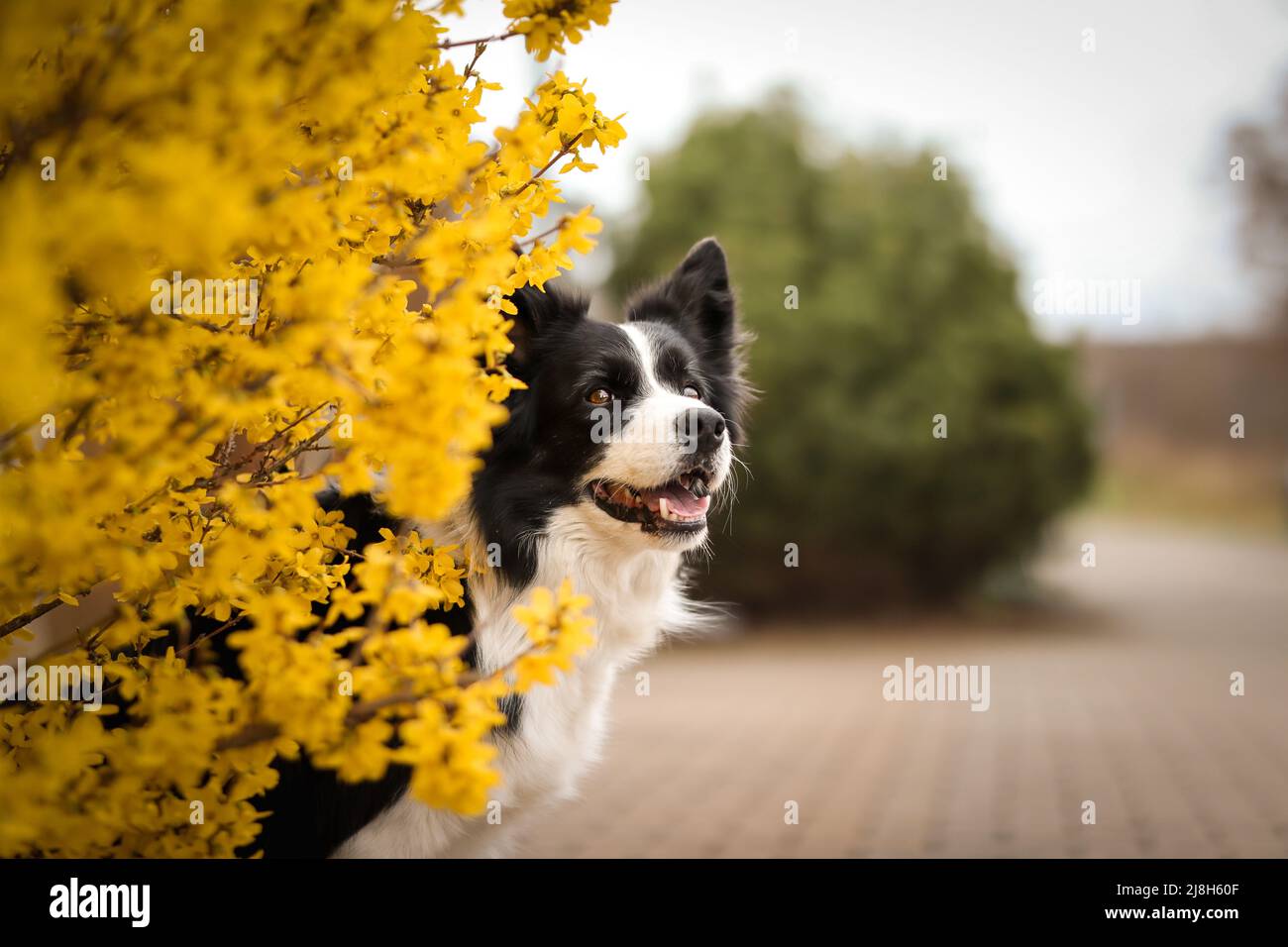 Spring Portrait of Smiling Border Collie with Yellow Forsythia. Happy Black and White Dog with Flowering Shrub Outdoors. Stock Photo