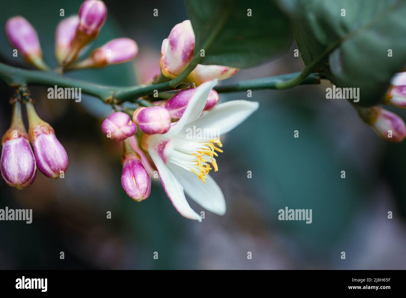 Macro photography of close up, pink and white citrus tree blossoms. High quality photo Stock Photo