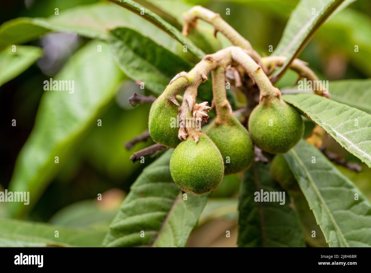 Close up photo of bunch of unripened loquat fruits on tree. Spring and summer fruits concept. High quality photo Stock Photo