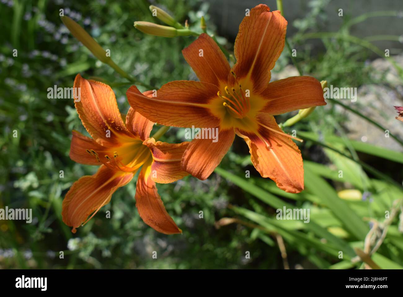 Orange lily flowers in nature. Charming blooming tender lily flower - summer background for advertising and isolating. Flower of a Fire Lily (Lilium b Stock Photo