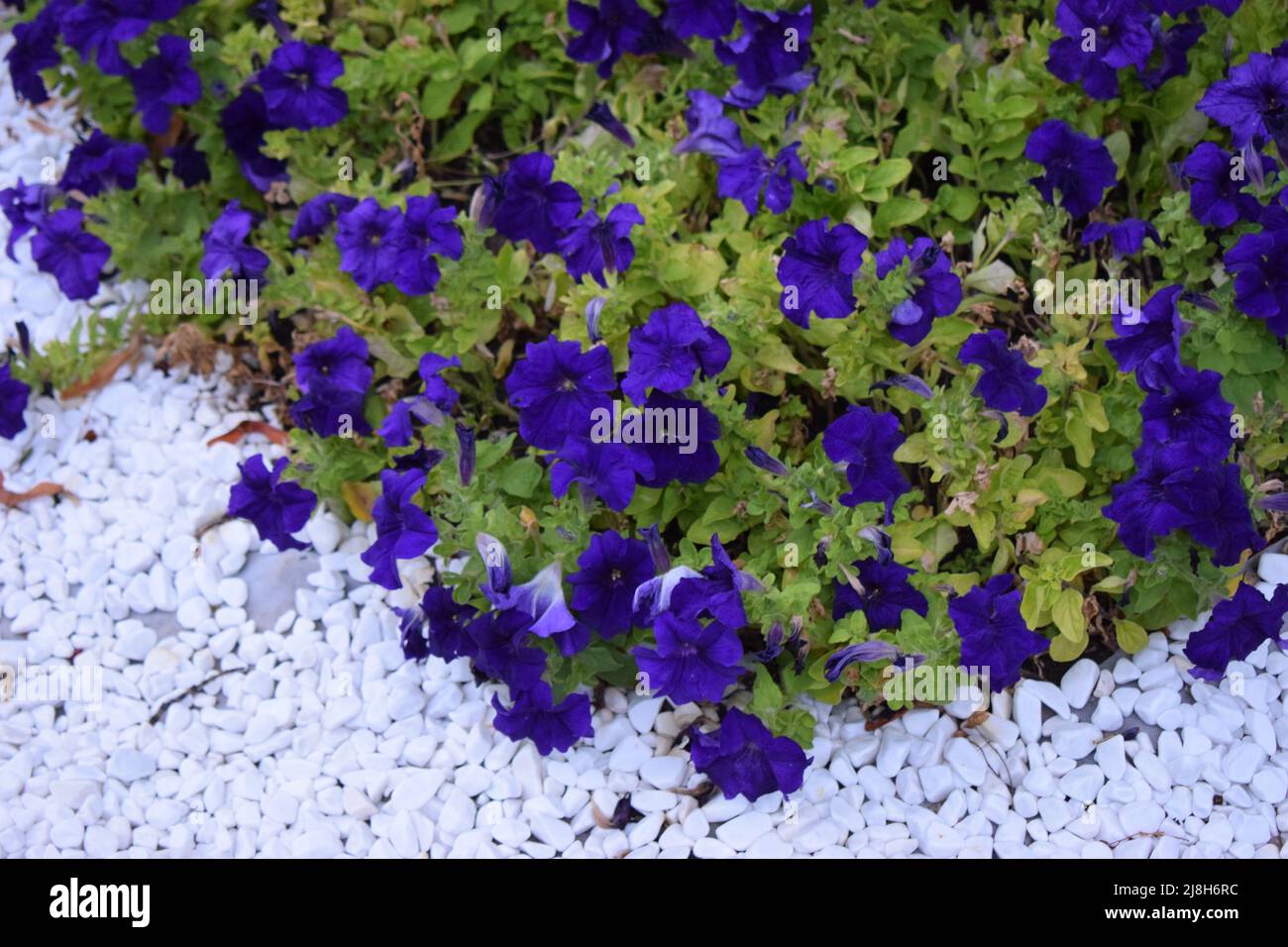 Blue petunia with artificial decorative white stone, landscape design. Gardens In Bloom, Landscape Design elements. Flower garden. Landscaping and gar Stock Photo