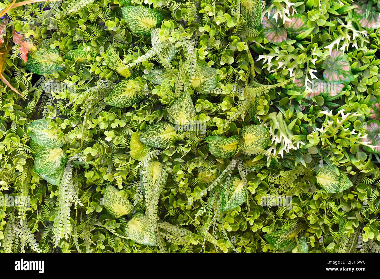 Tropical green flowers and plants background Stock Photo - Alamy