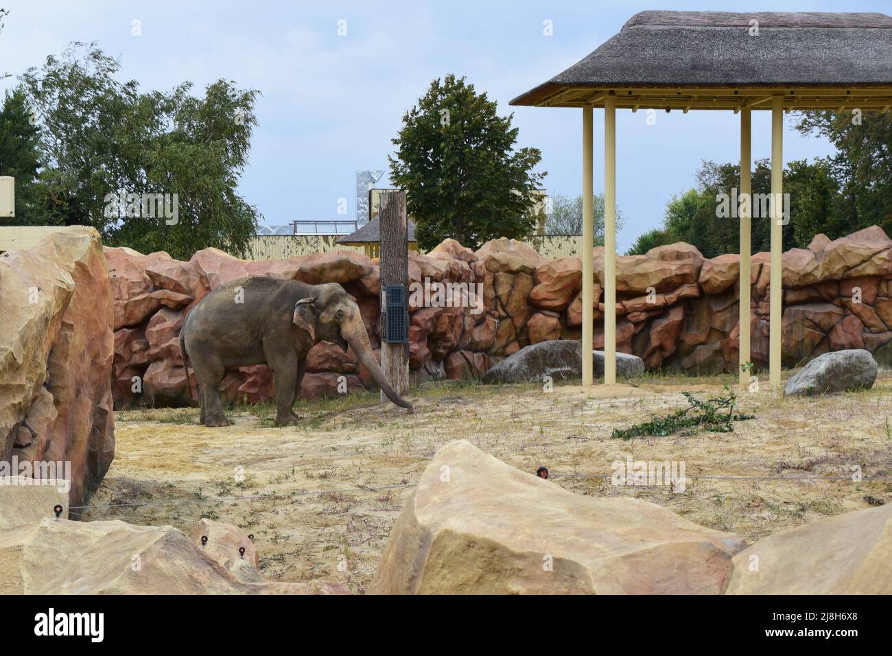 Elephant in a zoo. Asian Elephant, Elephas maximus. Big mammal in the ...