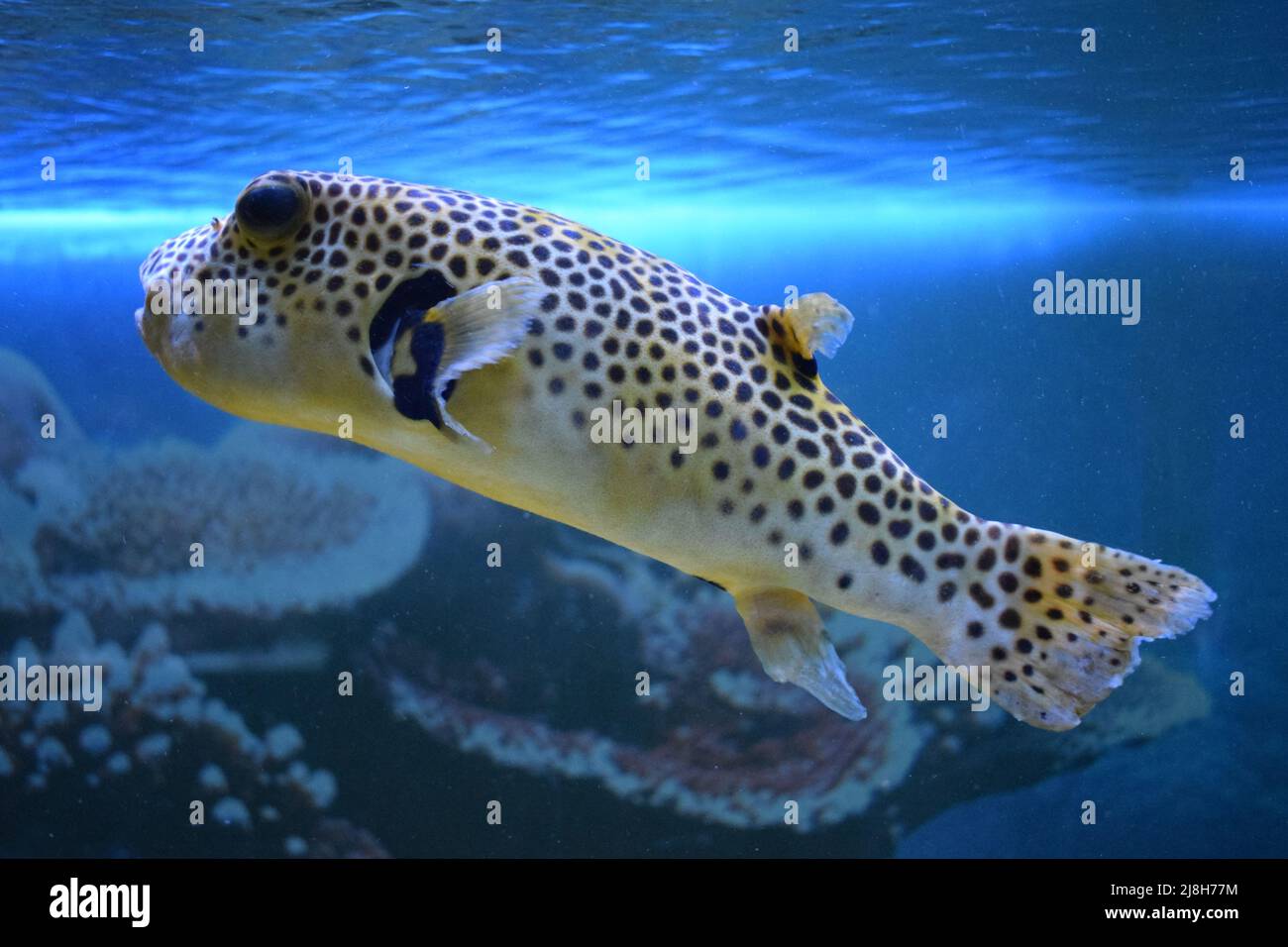 Yellow Arothron meleagris, golden puffer guineafowl puffer fish underwater. Yellow tropical fish. fugu fish. Yellow Blackspotted (or Dog Faced) (Aroth Stock Photo