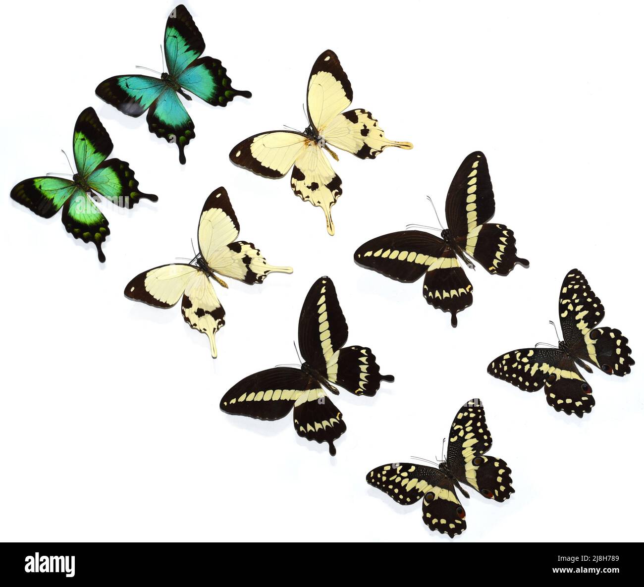 Papilio dardanus butterfly Cut Out Stock Images & Pictures Alamy