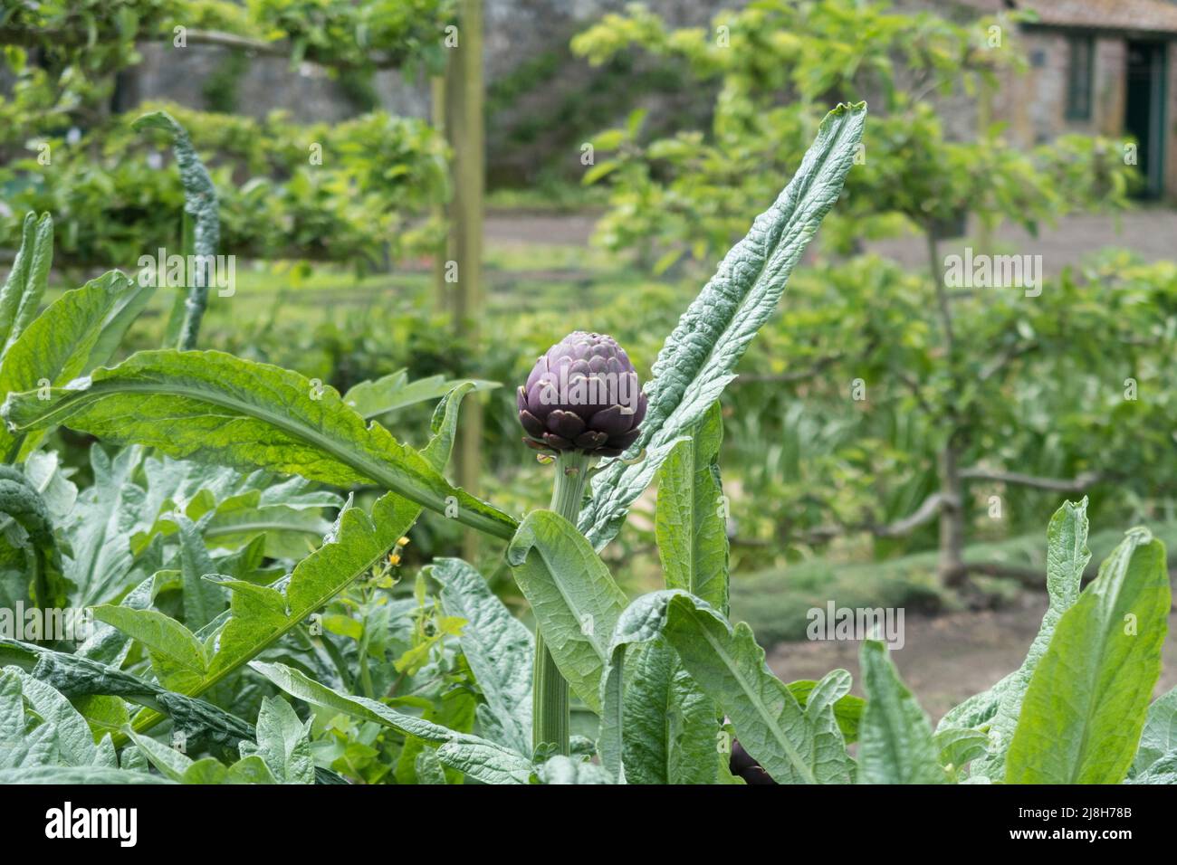 Artichokes growing in old country garden Stock Photo