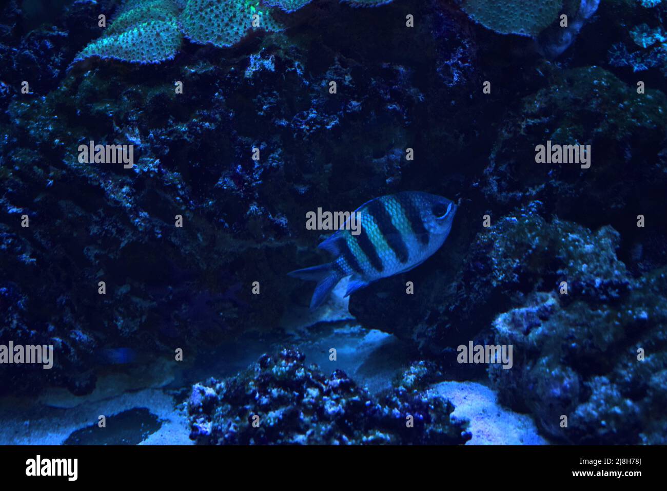 Sergeant major (Abudefduf saxatilis) fish swimming in sea water ...
