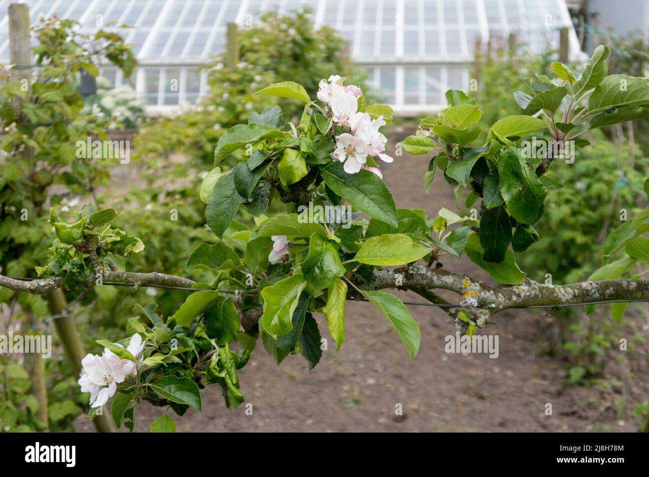 Apple blossom flowering in old English walled garden Stock Photo