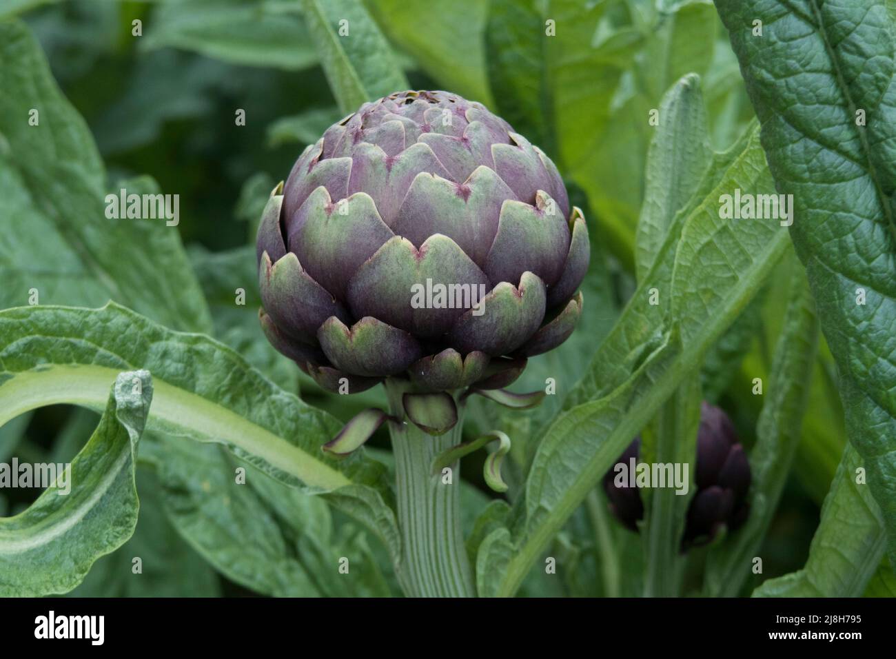 Artichokes growing in old country garden Stock Photo